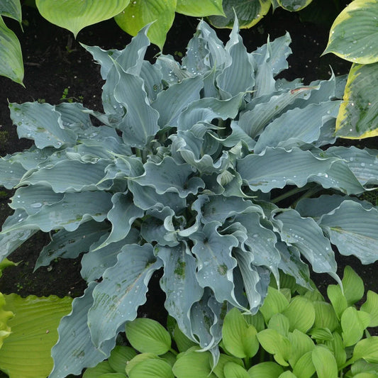 Hosta Plant in 5.25" Pot, Waterslide Variety, Well-Rooted Perennial for Shade, Proven Winners