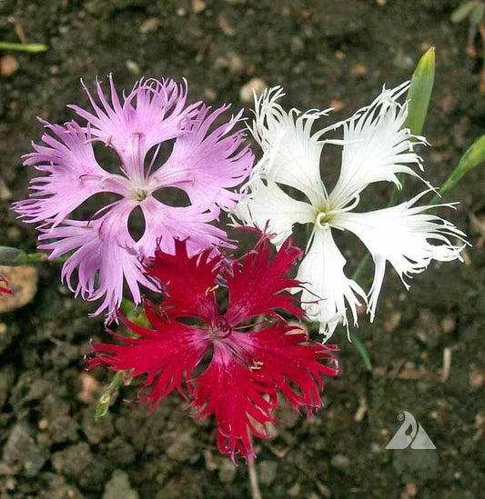Sweet William Seeds - Fringed Pinks Mixed Colors - Dianthus barbatus - Perennial/Biennial - 500 Pack