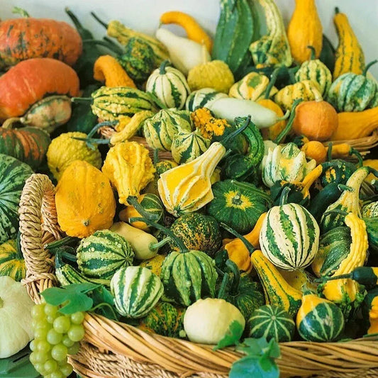 Small Ornamental Gourd Seeds Mix - Heirloom, Non-GMO - 30+ Fresh Seeds for Gardening - Cucurbita pepo