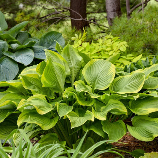 Hosta Plant 5.25" Pot Lone Star Perennial Shade Plant Proven Winners (Hosta 'Lone Star')