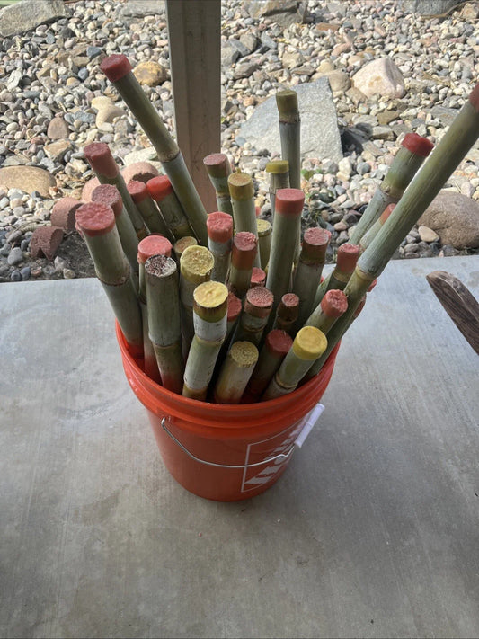 Tropical Sugarcane Planting Set 3pk - Fresh 2025 Variety - Ideal for Gardens (Saccharum spontaneum)