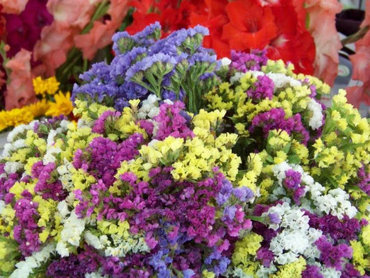 Statice Everlasting Flower Mix - 75 Seeds - Dried Flower Variety - GroCo USA