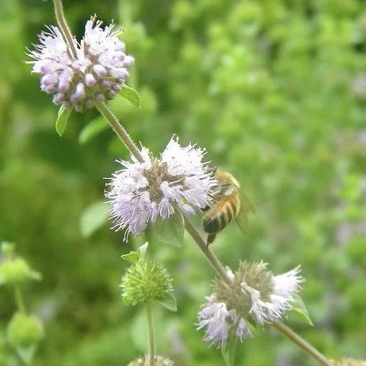 Pennyroyal Mint Seeds - 100 Heirloom Non-GMO Seeds (Mentha pulegium) - Aromatic Herbal Plant for Gardens