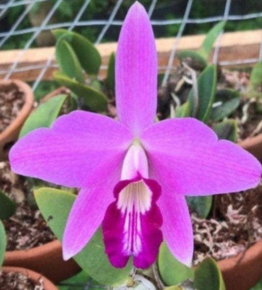 Orchid Live Laelia Sincorana - Bare Root - Exotic Flowering Plant - Imported Orchid