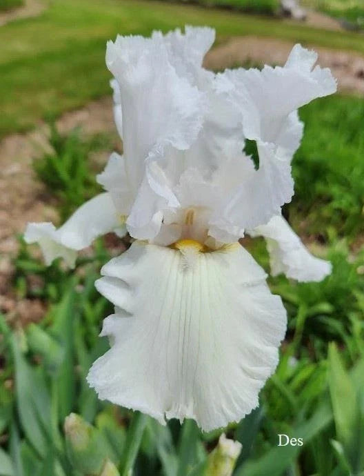 Tall Bearded Iris Plants - Ruffled All White - 2 Live Plants - Iris germanica