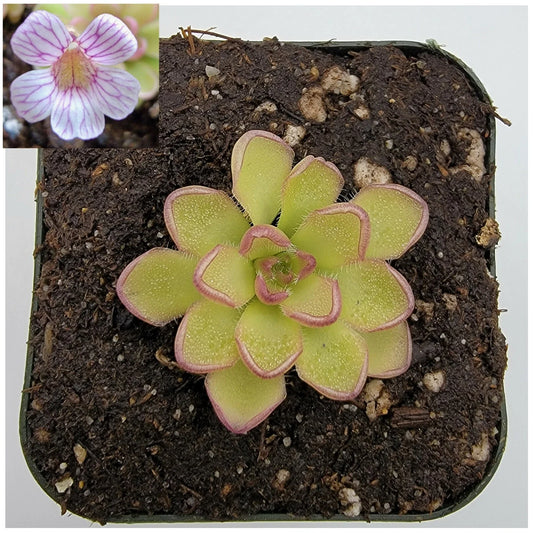 Pinguicula kondoi Carnivorous Plant - Butterwort - Live Plant - Unique Insect-Eating Greenery