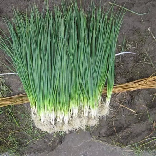 White Lisbon Bunching Onion Seeds, Heirloom Scallions, NON-GMO, 100+ Seeds, Allium fistulosum