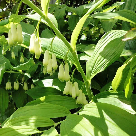 Bare-root Solomon's Seal Plant - Native Perennial Herb - Polygonatum biflorum - Edible & Medicinal - 18-24 Inches Tall