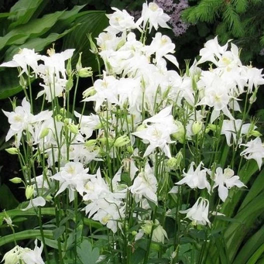 Columbine Seeds 100ct Crystal Star White Perennial Non-GMO Pollinator-Friendly Aquilegia spp.