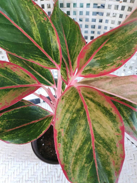 Chinese Evergreen Plant - Bare Rooted Aglaonema 'Siam Aurora' - Tropical Indoor Houseplant