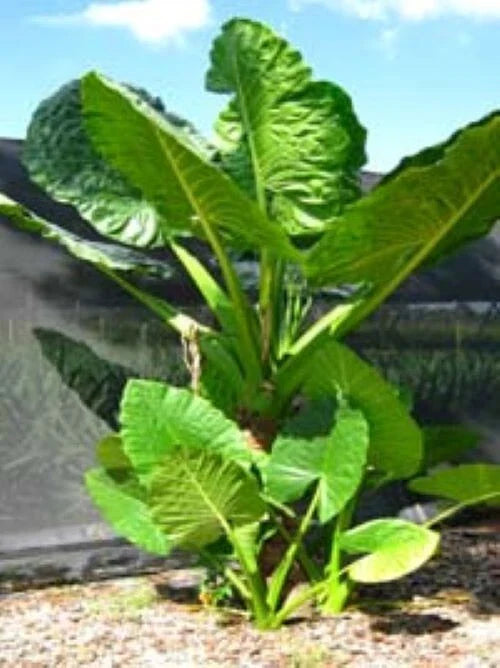 Elephant Ear Alocasia Starter Plant - Cold Hardy Variety - Calidora - Live Houseplant for Garden and Indoor Use