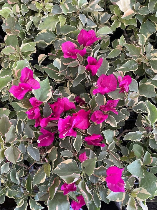 Claret Red Bougainvillea Plant - Small Well Rooted Starter - Very Rare (HTF) - Bougainvillea spectabilis