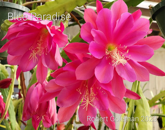 Epiphyllum 'Blue Paradise' Unrooted Cutting - Rare Orchid Cactus - Stunning Houseplant - Exotic Indoor Plant
