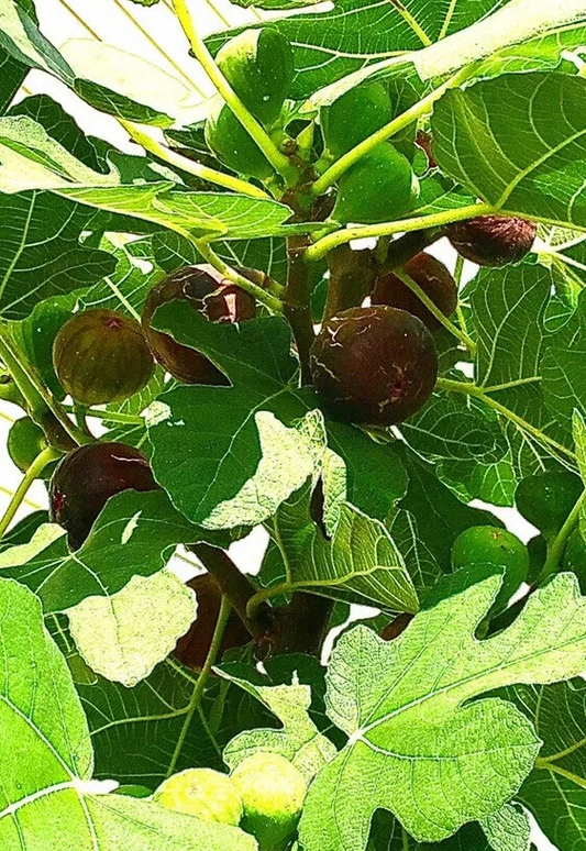 Hardy Chicago Fig Tree Unrooted Cuttings Set of 3 Cold Hardy Ficus Carica for Propagation