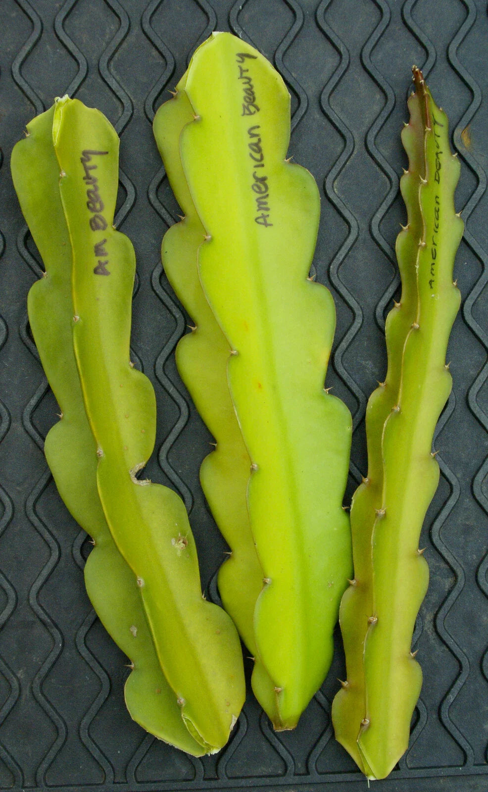 3 American Beauty Dragon Fruit Cuttings | Hylocereus Guatemalensis | Unrooted 8–10” | Self-Pollinating | Sweet Magenta Flesh