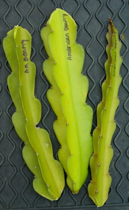 3 American Beauty Dragon Fruit Cuttings | Hylocereus Guatemalensis | Unrooted 8–10” | Self-Pollinating | Sweet Magenta Flesh