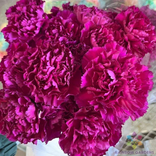 Southern Pink Carnation Seeds - 200+ Pack for Garden Planting - Dianthus caryophyllus - USA Grown, Free Shipping