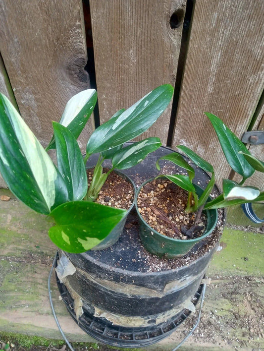 Variegated Monstera Standleyana Potted Plant - Fully Rooted in 3.2 Inch Pot - Unique Houseplant Decor