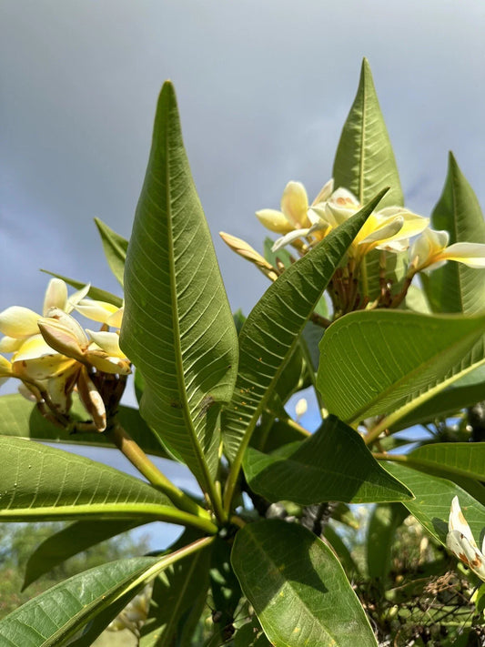 Yellow Plumeria Starter Cutting - Double Head, 10 Inch, Frangipani Cutting (Plumeria spp.)