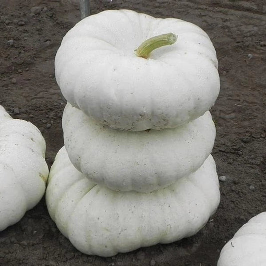 White Flat Stacker Pumpkin Seeds for Planting, 10 Seeds, Cucurbita pepo, Heirloom Variety, Organic Garden Seeds