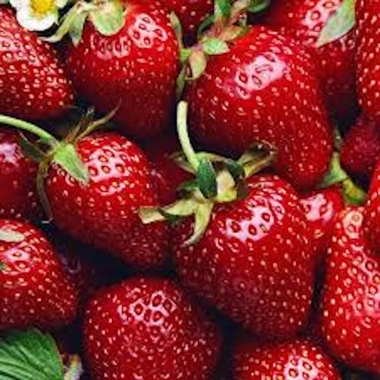 Allstar Junebearing Strawberry Plants - 3 Bare Root Perennials, Fragaria x ananassa, Large Sweet Berries, Zones 4-9