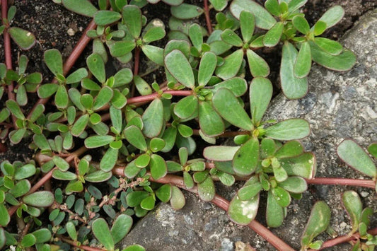 Live Bare Root Purslane Plants - Portulaca Sativa - Omega 3 Rich Vegetable - 马齿苋