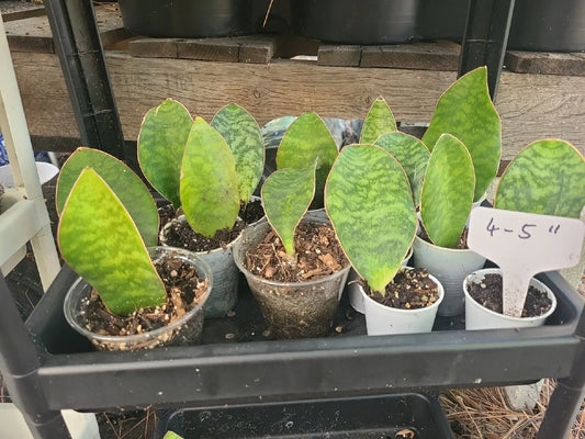 Baby Sansevieria Masoniana Whale Fin Snake Plant 4-5" Rooted, Indoor Houseplant, Air Purifying, Easy Care