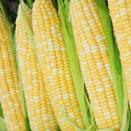 "200 pcs Peaches and Cream Bi-Color Sweet Corn Seeds, Non-GMO Heirloom Variety, Zea mays"