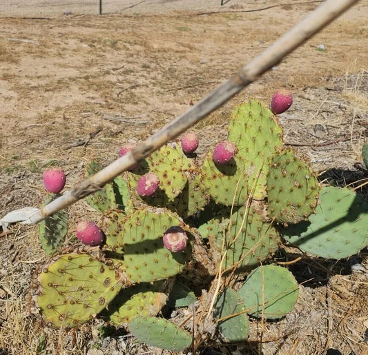 Desert Prickly Pear Cactus, 12 Pads 4-8", Opuntia Phaeacantha, Drought-Tolerant Succulent for Landscaping