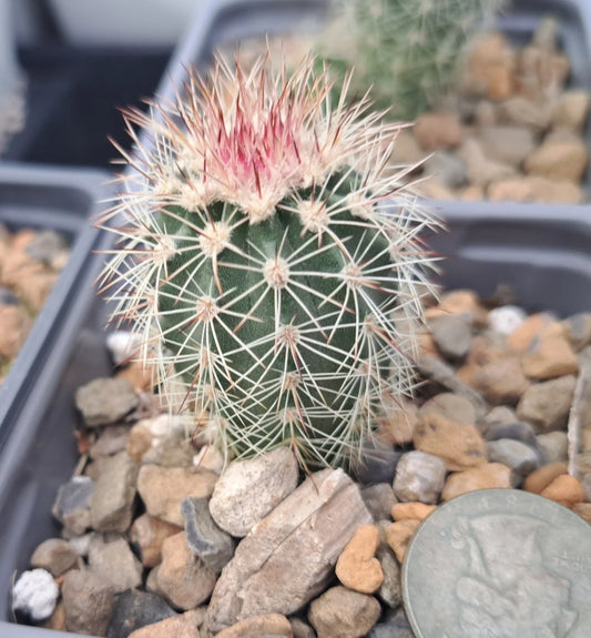 Echinocereus Dasyacanthus Bare Root Cactus Plant - Unique Desert Succulent for Home or Garden