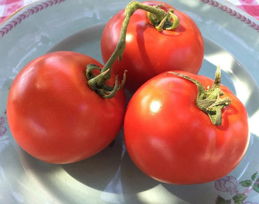 Homestead Tomato Seeds - 6400 Heirloom Seeds for Slicing - Heavy Producer, Survival Variety (Solanum lycopersicum)