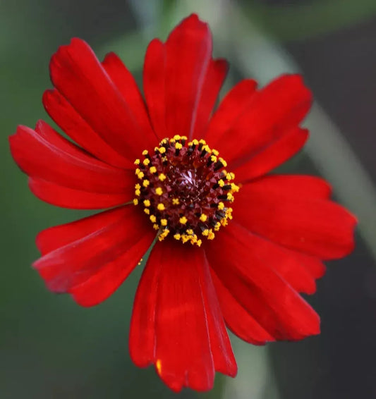 Coreopsis Seeds - 1340 Seeds - Plains Dwarf Red Flower - Coreopsis tinctoria - Easy Grow GroCo