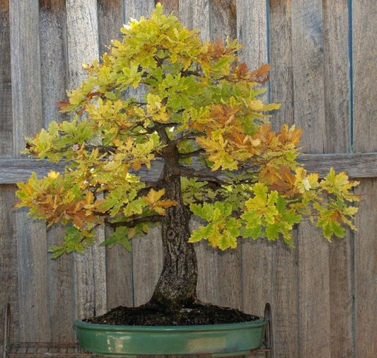 Blue Oak Bonsai Seeds - 15 Pack - Quercus macrocarpa - 2023 Harvest - Free Shipping