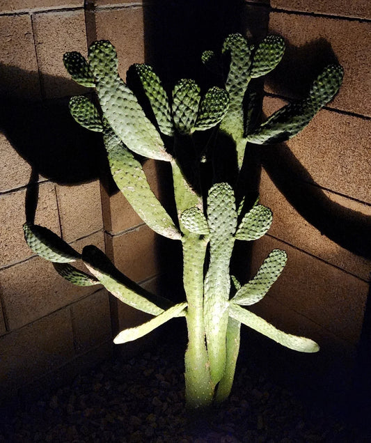 Consolea Rubescens Road Kill Cactus Cutting - Live Pad Segment - Unique Succulent Plant for Home Decor