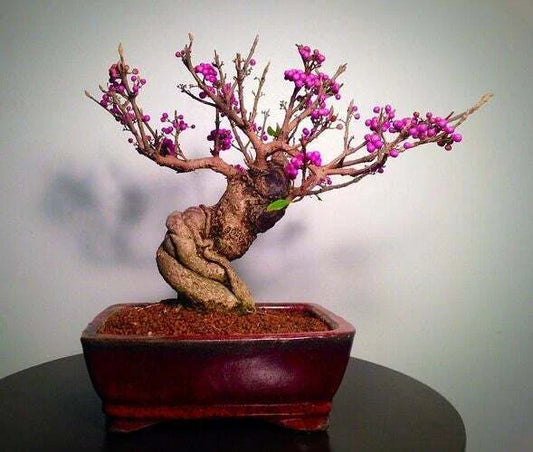Bonsai Beauty Berry Tree Seeds - 20 Non-GMO Seeds - Callicarpa Americana - Unique Purple Berries