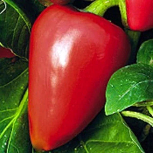 Pimento Sweet Pepper Seeds, NON-GMO Heirloom, Various Sizes, Capsicum annuum, Free Shipping