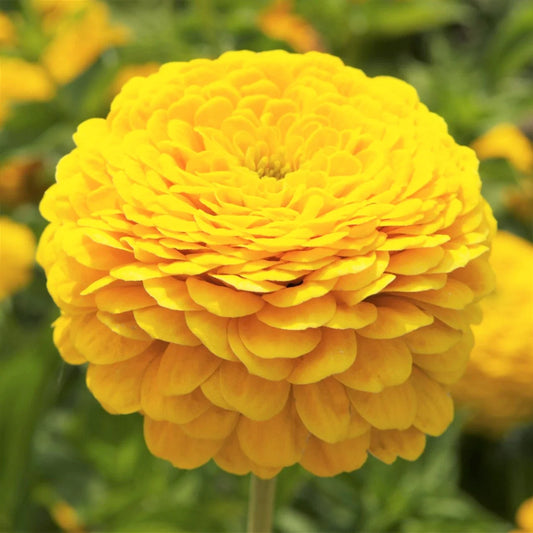 Zinnia Seeds - Canary Bird Yellow Giant Flower | Butterfly Pollinator | 2025