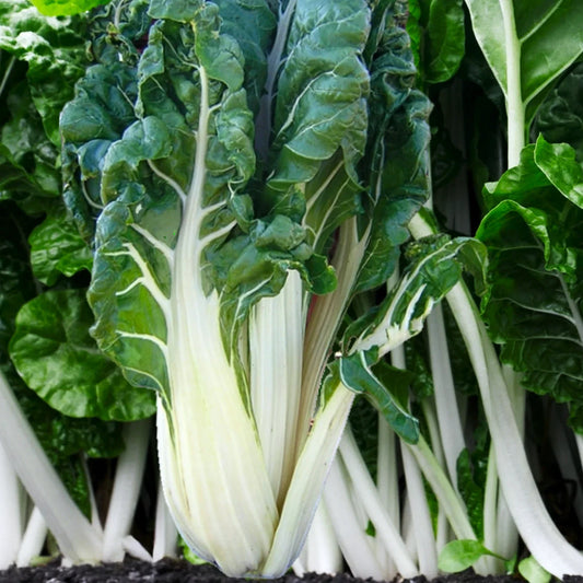 Large White Ribbed Swiss Chard Seeds | Fordhook Lucullus Variety | Non-GMO, Heirloom, Fast Shipping