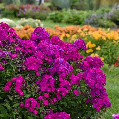 Ultraviolet Phlox Seeds - 100+ Seed Pack for Garden Planting - Phlox paniculata - USA