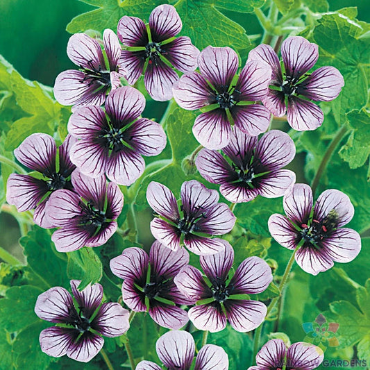 Salome Geranium Seeds - 25+ Pack for Garden Planting - Pelargonium 'Salome' - USA Grown - Free Shipping