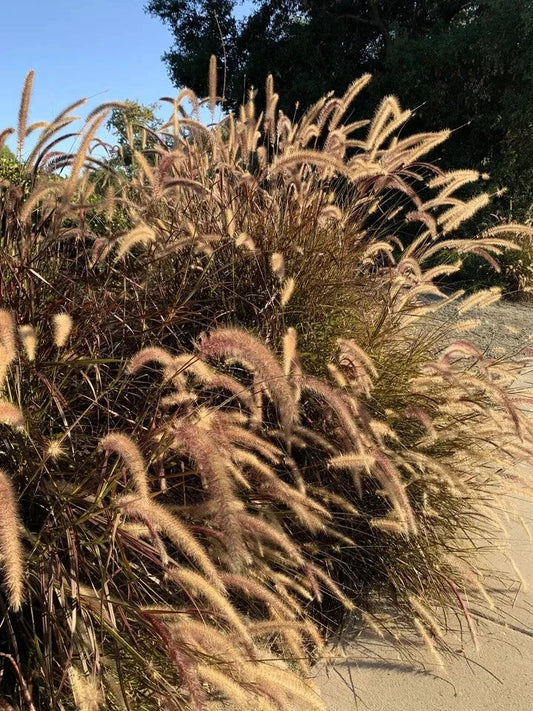 Purple Ornamental Grass Seeds - Dark Burgundy - Pennisetum - 100+ Fresh Seeds - USA