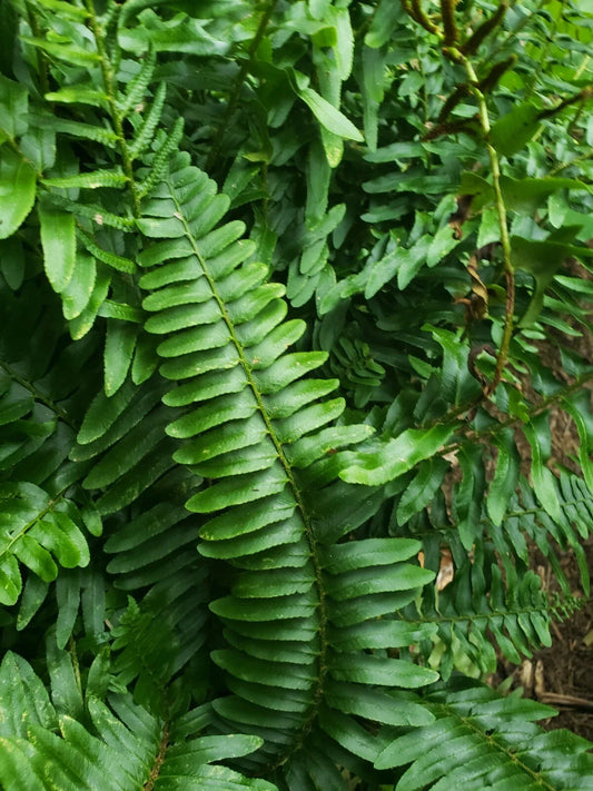 Christmas Fern Plants - 2 Bare Root - Polystichum acrostichoides - Free Shipping - Hardy Perennial Garden Ferns