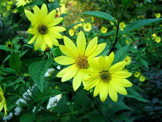 LEMON QUEEN SUNFLOWER Seeds - 80 Yellow Bloom Seeds - Helianthus annuus - USA Grown
