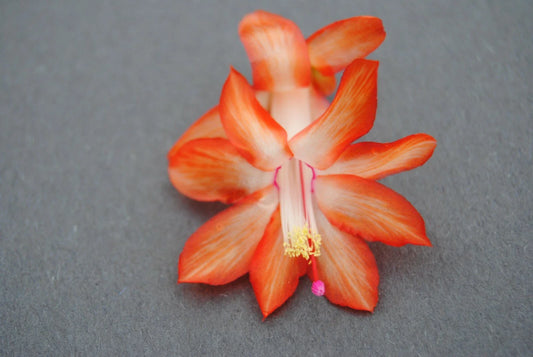Christmas Cactus Starter Plant - Stephanie Variety - Schlumbergera Truncata - Well Rooted Plant, Ideal for Home Décor