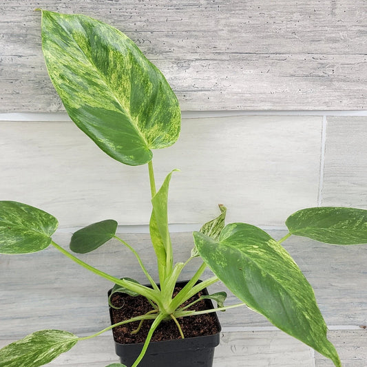 Philodendron Giganteum Variegated Plant - 4" Live Rare Giant Aroid Tropical Houseplant