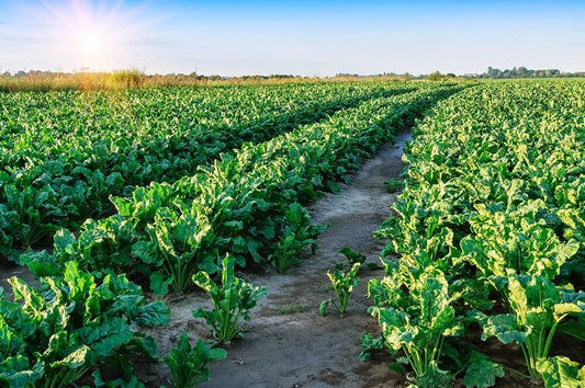 Sugar Beet Deer Food Plot Seeds - 500 Count - Whitetail Deer Attractant - Beta vulgaris