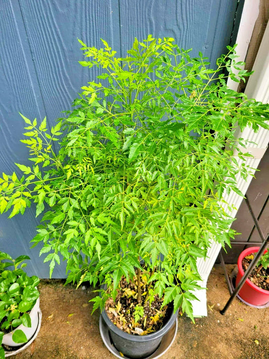 Melia Azedarach Live Plant | Persian Lilac | Rare Tropical Chinaberry | 4" Starter Plant