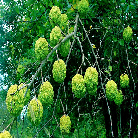 Osage Orange Tree Seeds - 20 Pack - Maclura Pomifera - Hardy Hedge Apple - Monkey Ball
