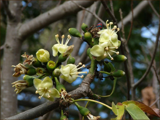 Silk Cotton Tree Seeds - Pre-Stratified 20 Seeds - Ceiba pentandra - Free Shipping