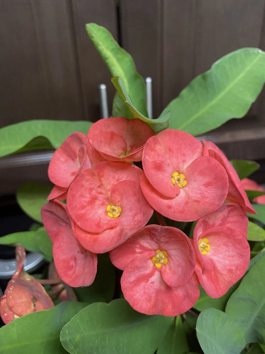 Coral Pink Crown of Thorns Cutting - Large Bloom - Euphorbia milii